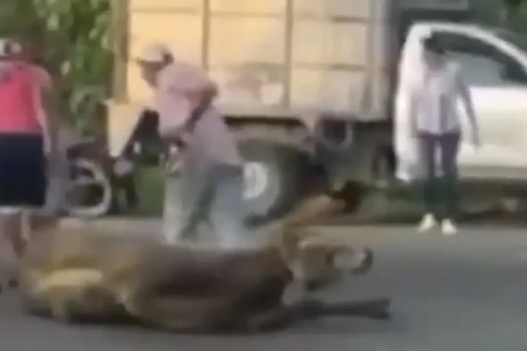 Pobladores realizan rapiña de ganado en Tabasco