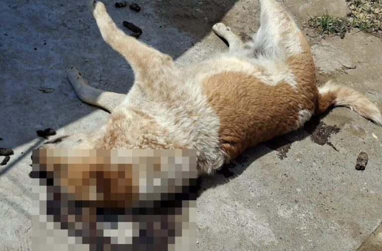 Asesinan a ‘garrotazos’ a perrito en #Veracruz; presentan denuncia penal.