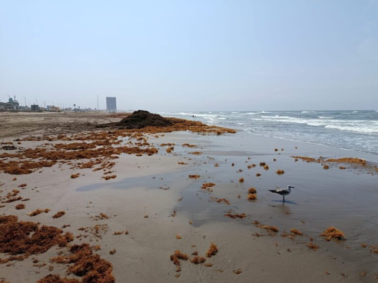 Sargazo llega a playas al sur de Veracruz; realizan monitoreo