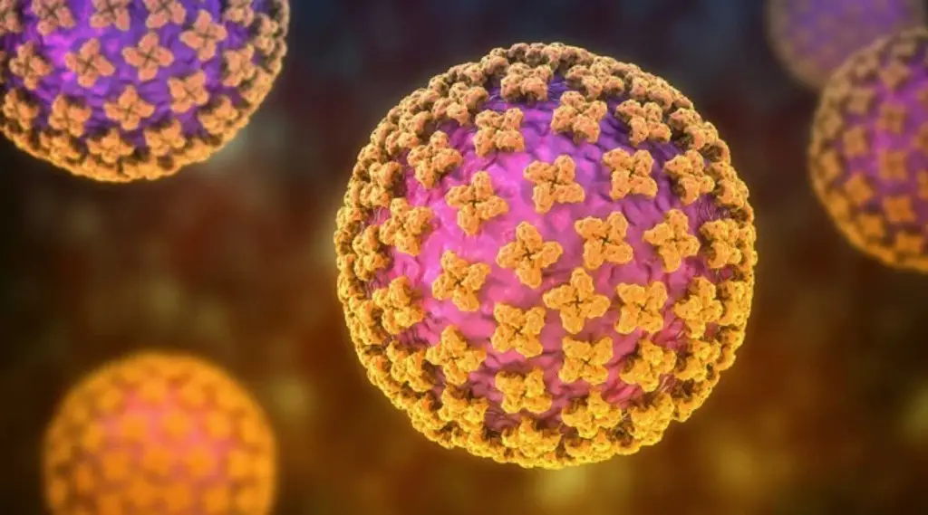 Caso sospechoso de hantavirus da positivo y eleva a 6 los enfermos confirmados: OMS